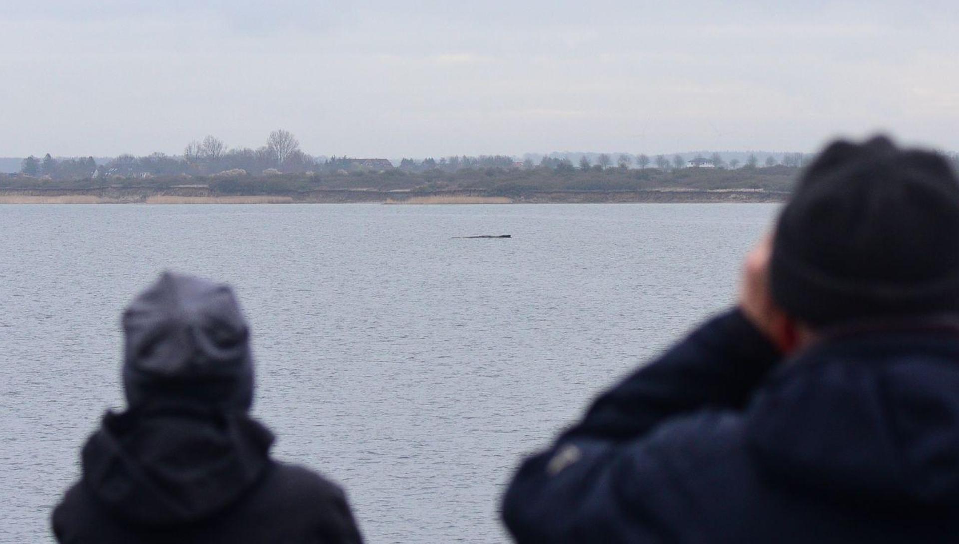 Der Walt liegt nur wenige Hundert Meter vom Festland entfernt.  (Bild: Daniel Bockwoldt/dpa)