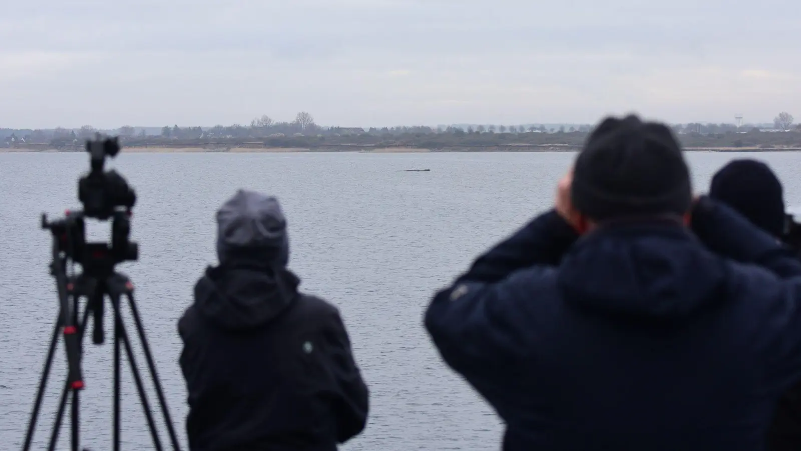 Der Walt liegt nur wenige Hundert Meter vom Festland entfernt.  (Bild: Daniel Bockwoldt/dpa)