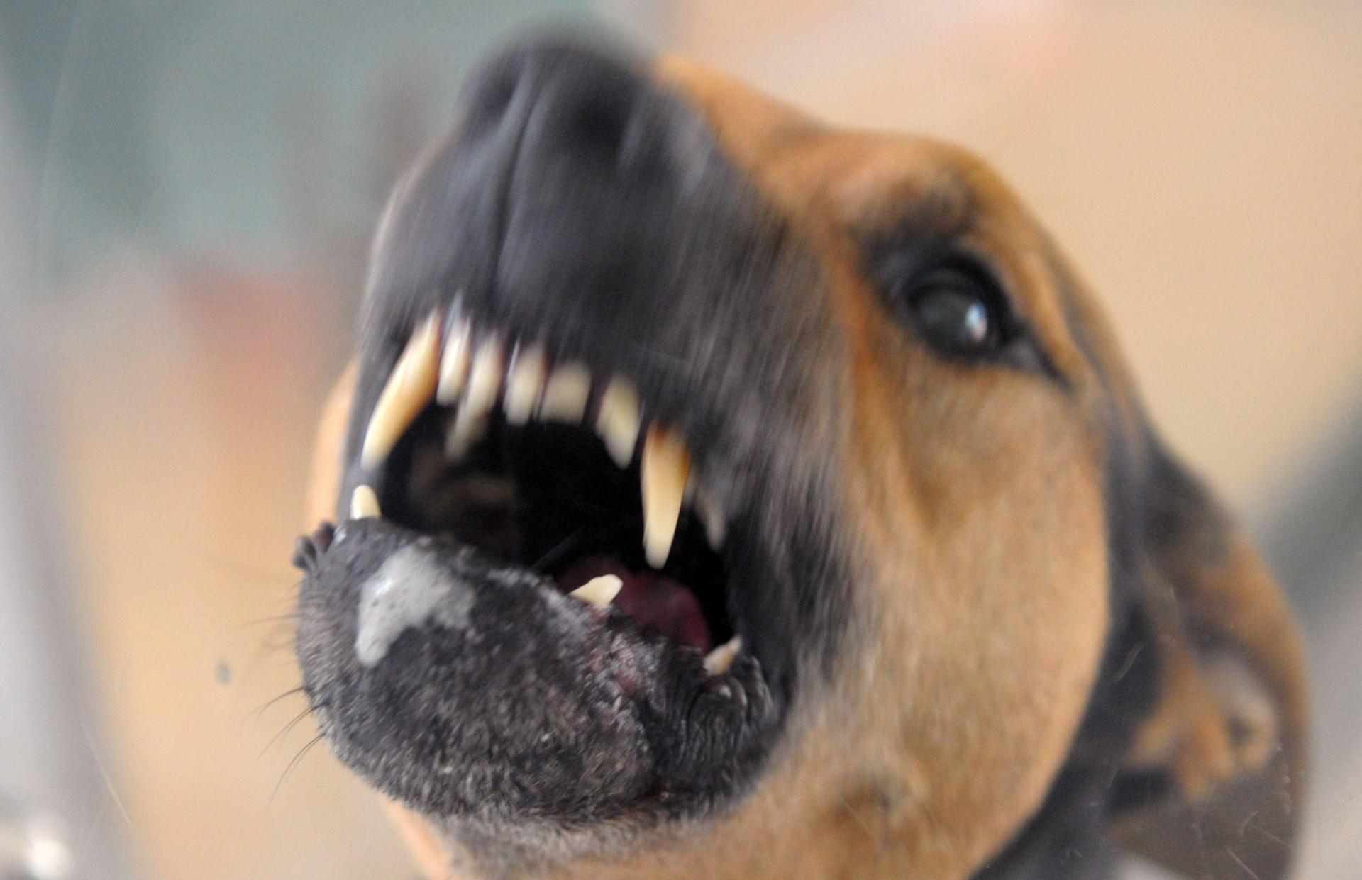 Ein Hundebiss in Wackersdorf führt zu einer ärztlichen Behandlung. (Symbolbild: Soeren Stache)