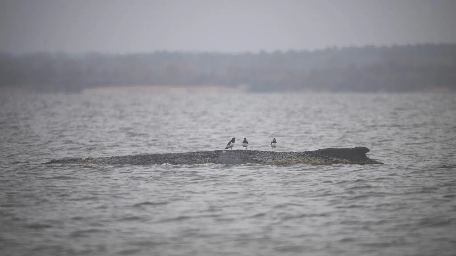 Wird der Buckelwal es schaffen? (Bild: Philip Dulian/dpa)