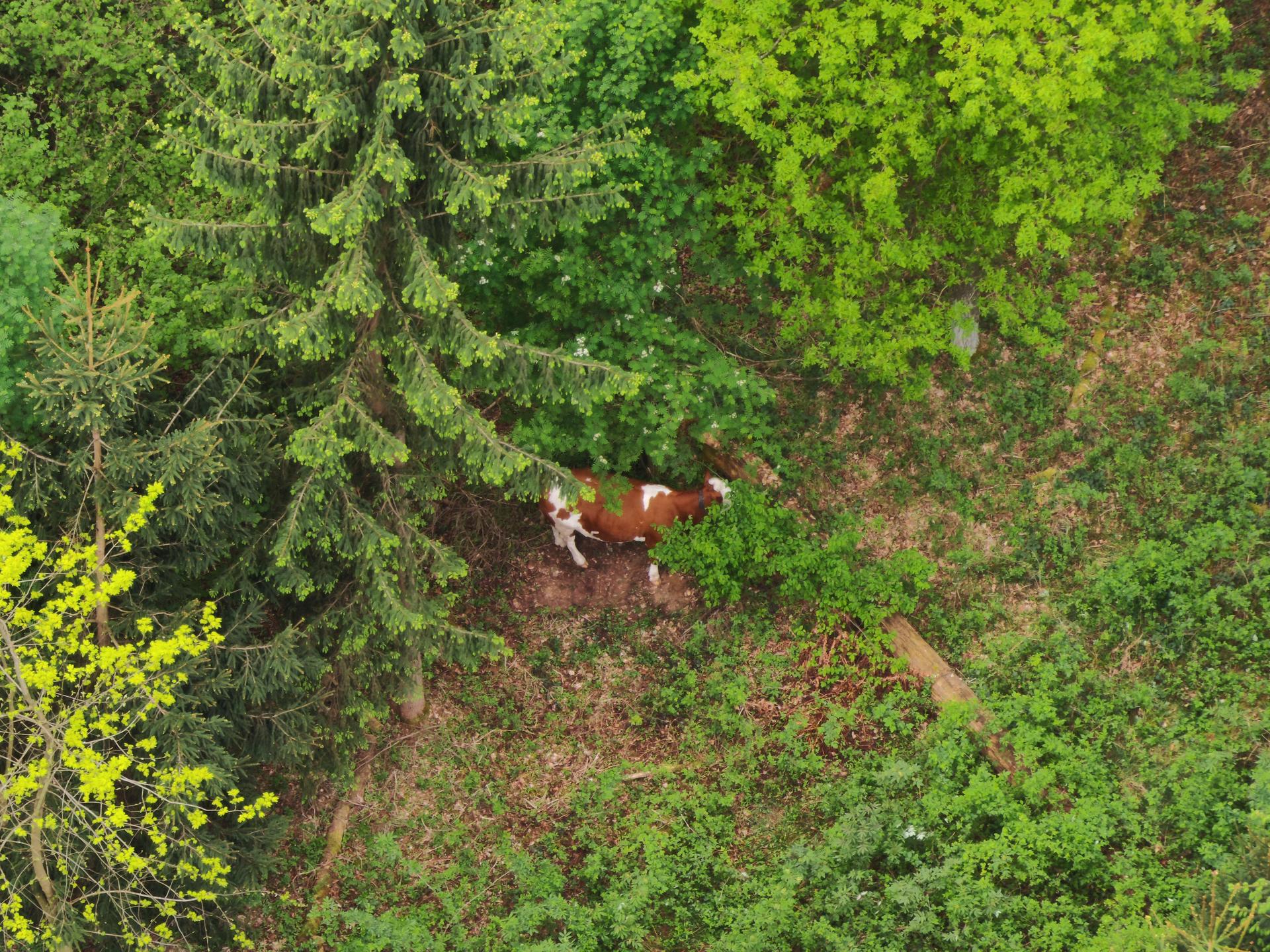 Drohnenbild eines Jungrindes im Waldstück bei Brücklinghof. (Bild: VPI Amberg)