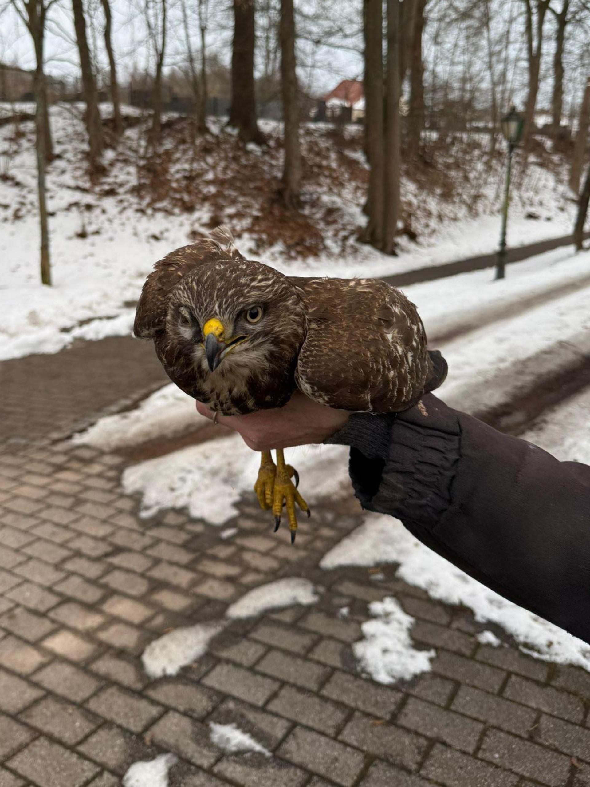 Am Dienstag hatte die Verkehrspolizeiinspektion einen nicht ganz alltäglichen Einsatz auf der A 93: Ein verletzter Bussard musste von der Autobahn geborgen werden. (Bild: POM Burchazky, Verkehrspolizeiinspektion Weiden)