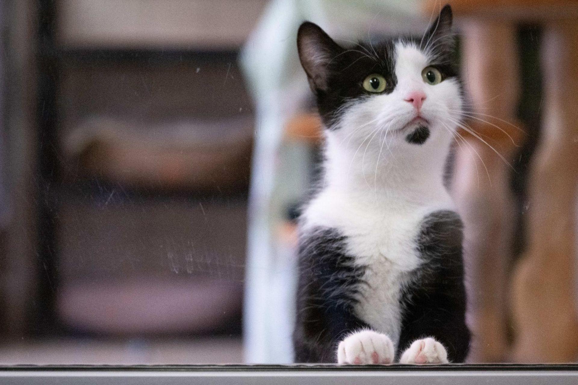  In Deutschland gibt es bislang keine allgemeine Chip- und Registrierungspflicht für alle Hunde und Katzen. (Bild: Sebastian Kahnert/dpa)