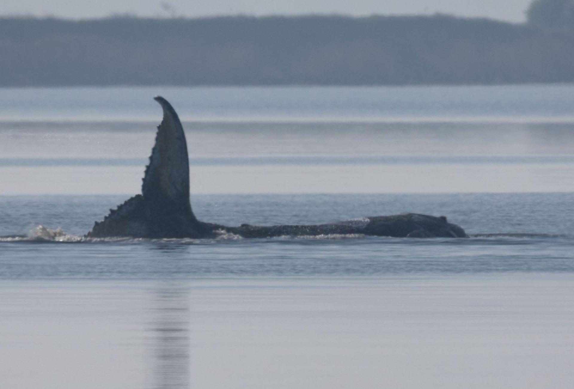 Der Wal schwimmt. (Archivbild: Jens Büttner/dpa)
