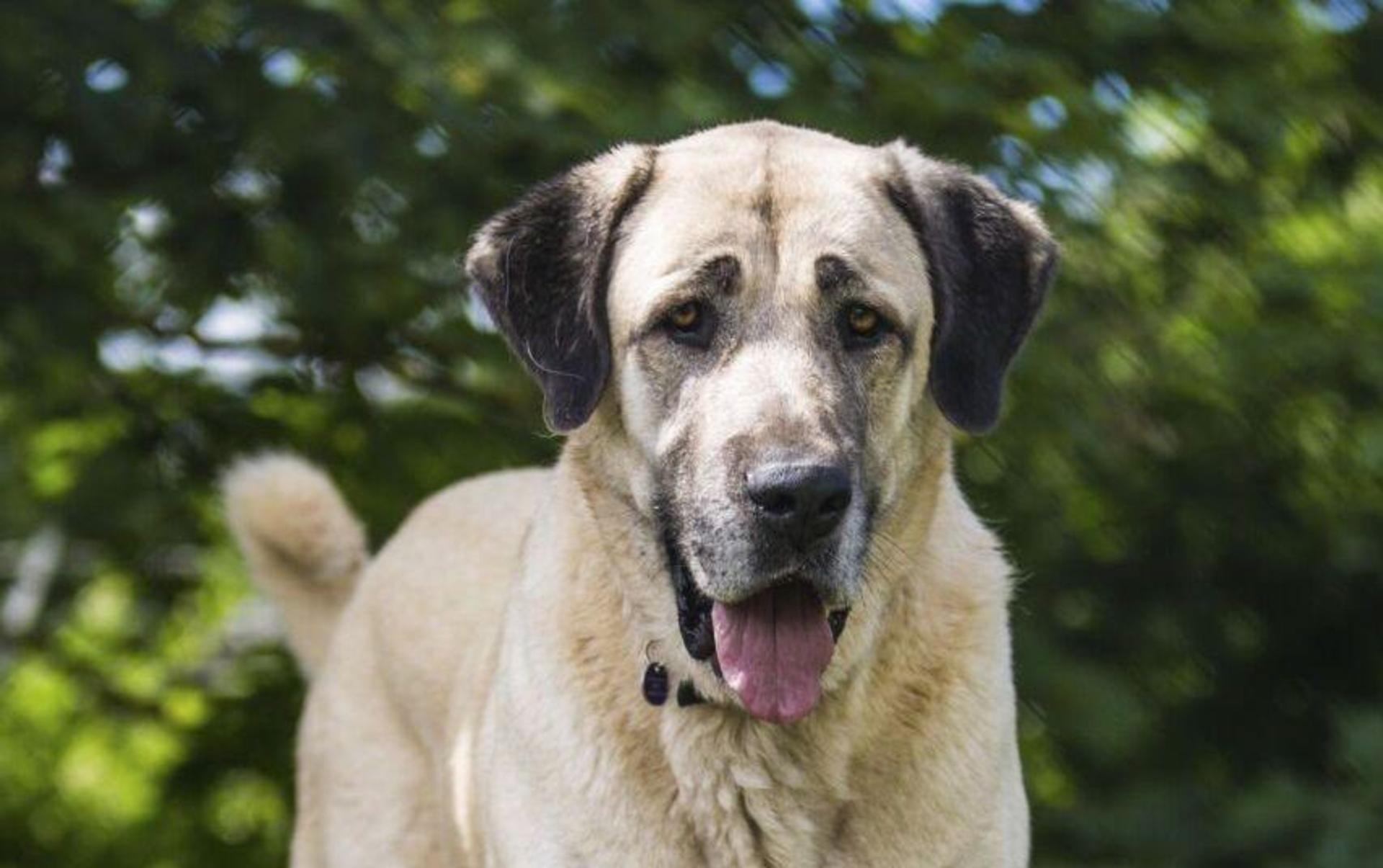 Bei Amberg ist ein nicht angeleinter Hund – hier nur ein Symbolbild – auf die Bundessstraße gelaufen und in den Verkehr geraten.  (Symbolbild: Christoph Schmidt)