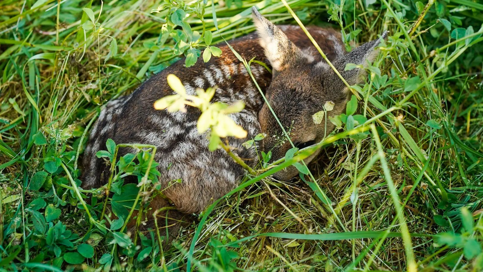 Wer ein Rehkitz findet, sollte es nicht anfassen und Fachleute kontaktieren. (Symbolbild) (Bild: Uwe Anspach/dpa)