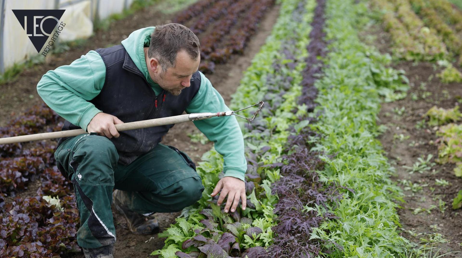 Simon Rauch bei der Arbeit im Gewächshaus auf seinem Biohof. (Bild: Lea Zirkelbach)