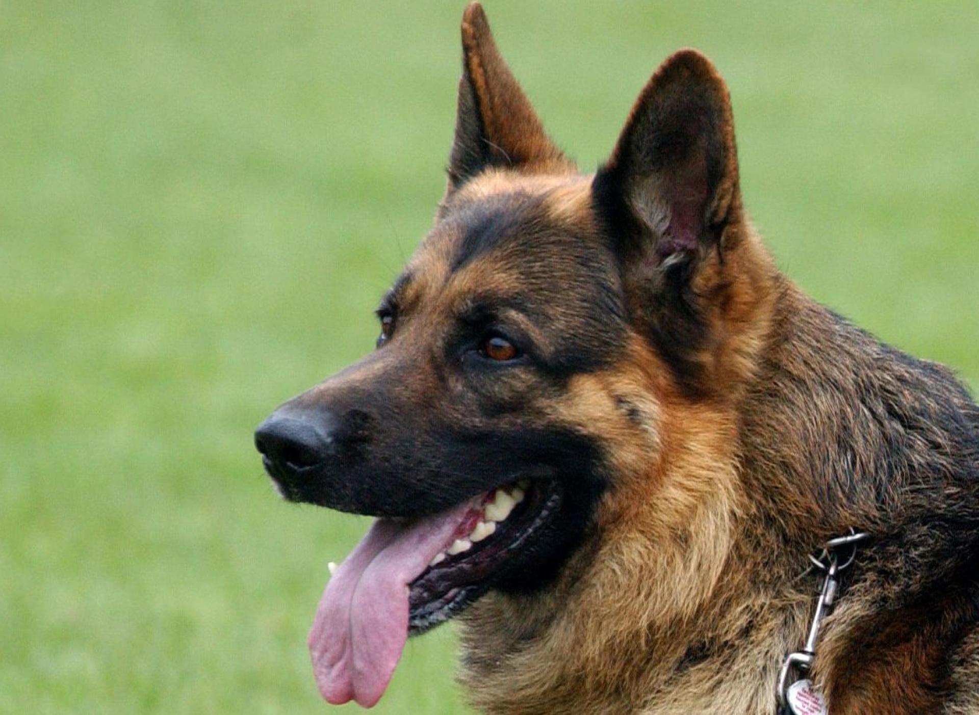 Ein Schäferhund biss auf einem Spielplatz in Raigering ein Mädchen (12).  (Symbolbild: Patrick Pleul/dpa)