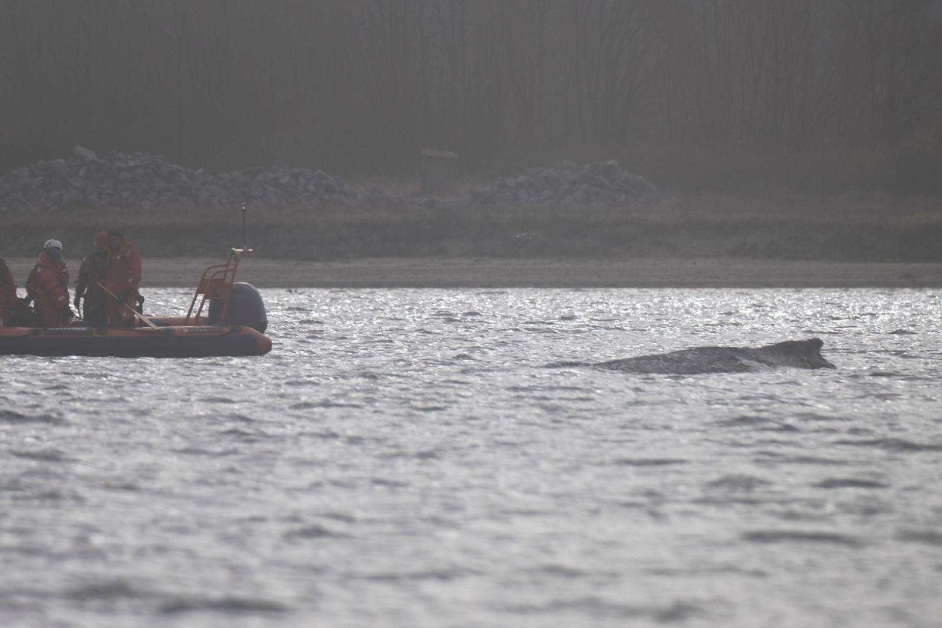 Der Wal soll jetzt in Ruhe gelassen werden - aber schafft er es aus eigener Kraft? (Bild: Philip Dulian/dpa)