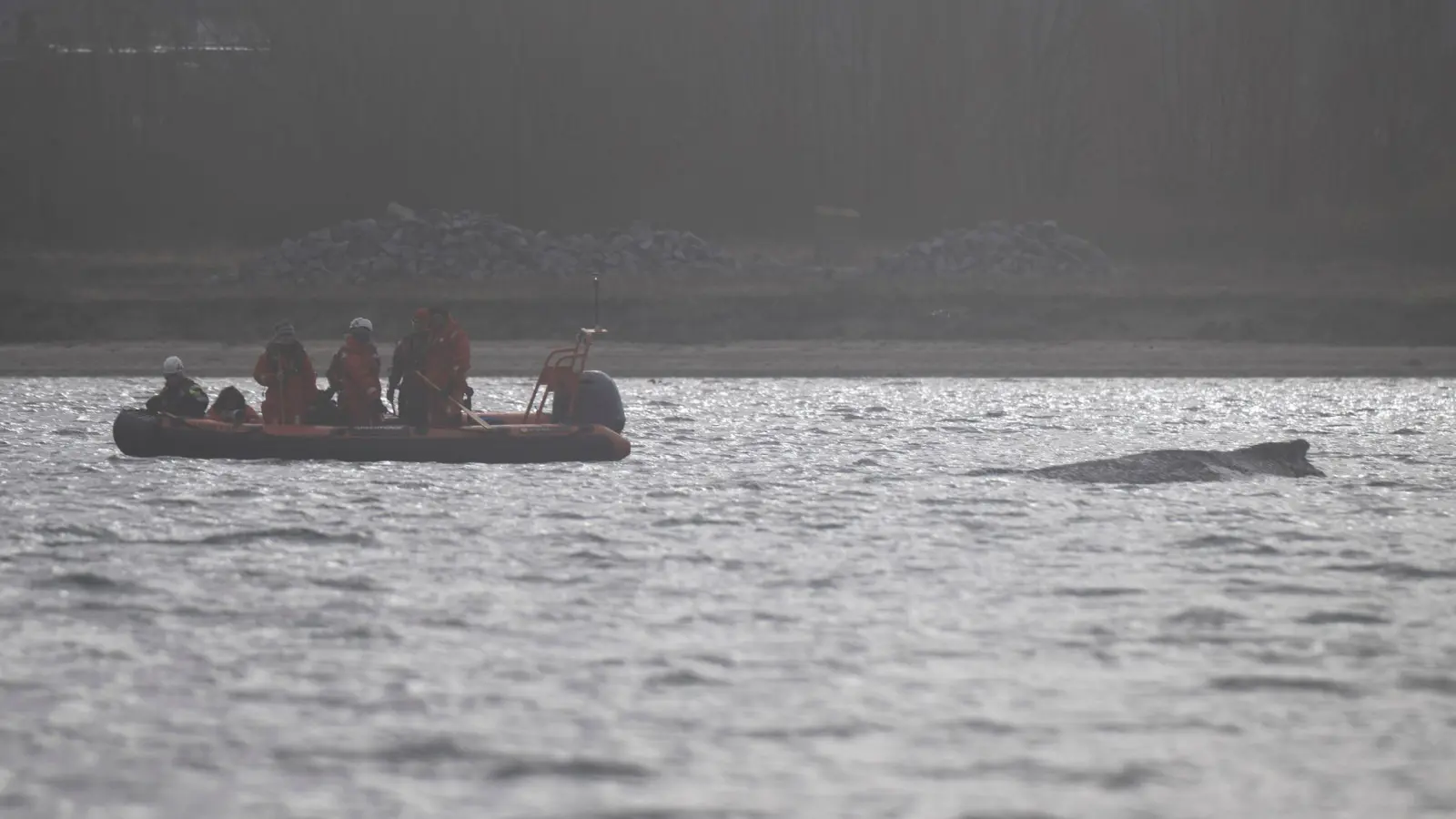 Der Wal soll jetzt in Ruhe gelassen werden - aber schafft er es aus eigener Kraft? (Bild: Philip Dulian/dpa)