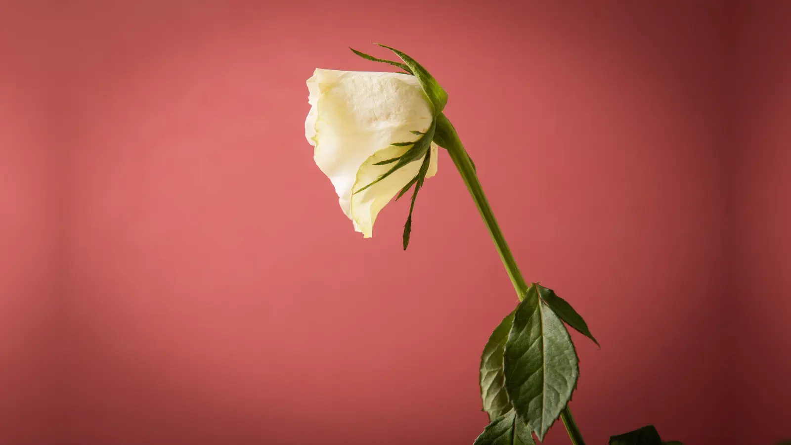 Da pikst ein Leidensdruck, weil man sich doch eine romantische Bindung wünscht, davor aber Angst hat? Das spricht für eine Beziehungsstörung, nicht für Aromantik. (Symbolbild: Christin Klose/dpa-tmn)