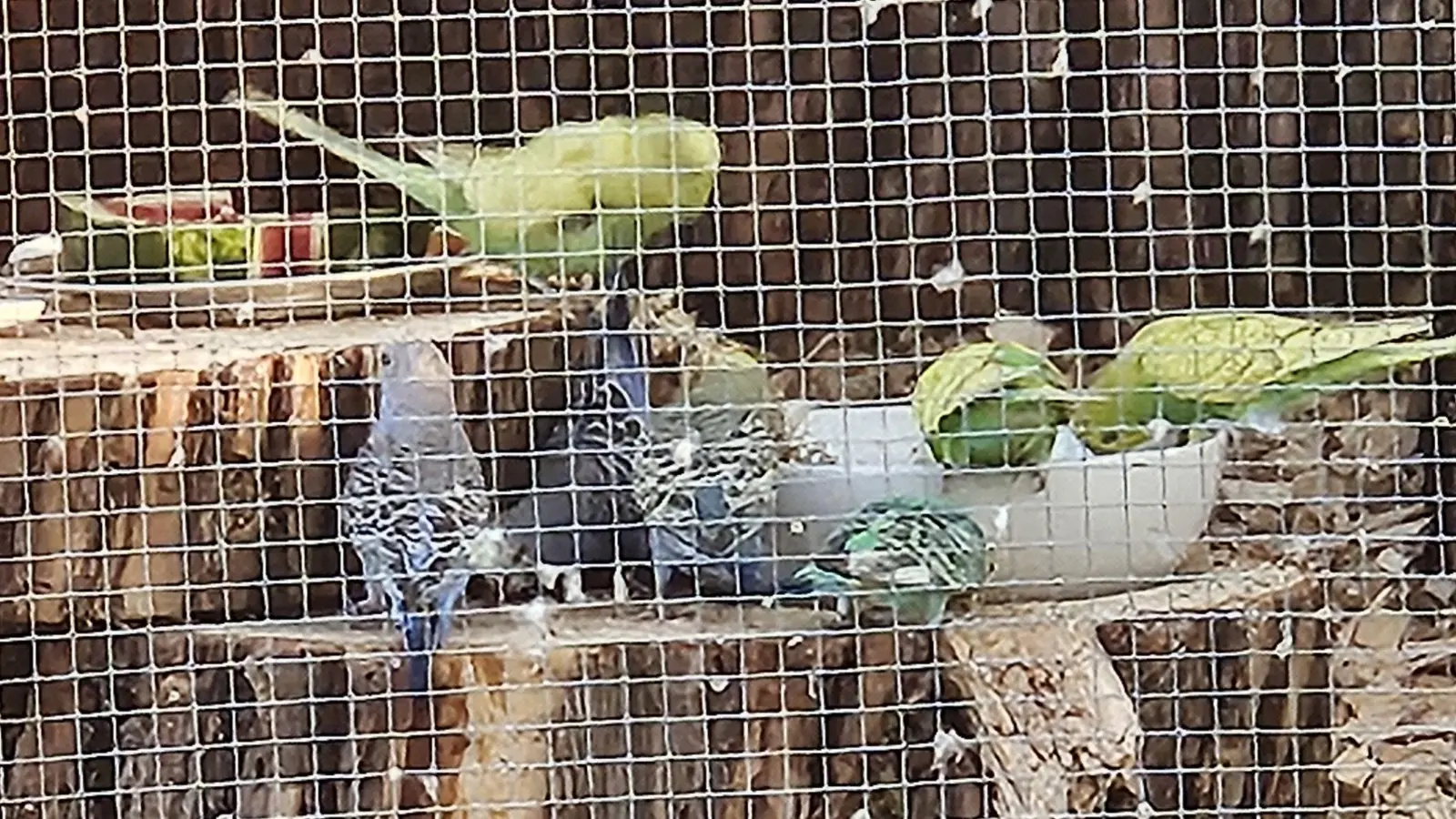 Hier waren die Vögel noch in der Gartenvoliere von Familie Hubl in Windischeschenbach. Nun suchen die Besitzer nach den entflogenen Wellensittichen. Nachbarn unterstützen sie dabei.  (Bild: Kerstin Hubl)