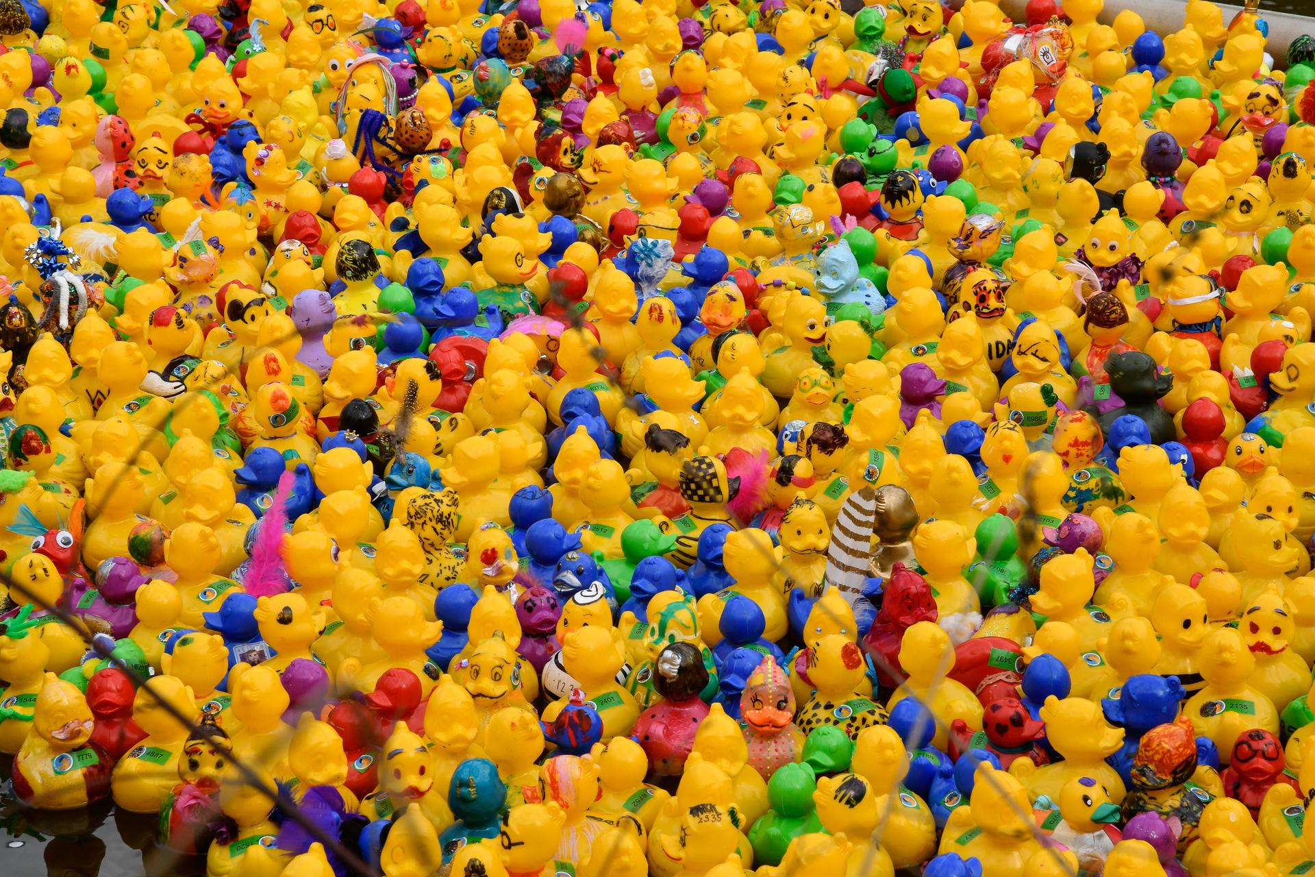 Entenrennen Amberg 2023 Plastikenten in der Vils (Bild: Petra Hartl)