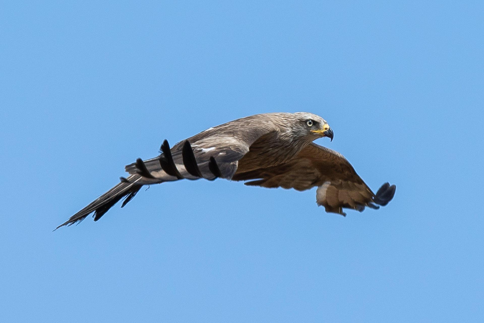 Ein verletzter Mäusebussard wurde auf der A 6 bei Vohenstrauß entdeckt und gerettet. Die Polizei und ein Tierarzt kümmerten sich um das Tier. (Symbolbild: Silas Stein)