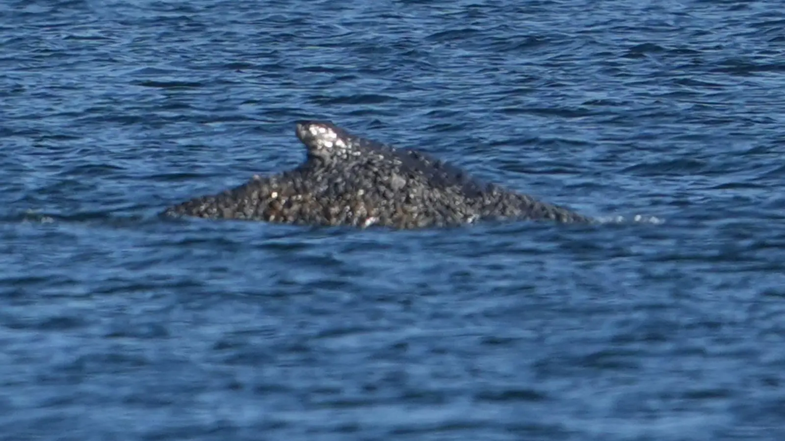 Der Buckelwal war in der Nacht zum Freitag vor Timmendorfer Strand freigekommen. Steckt nun aber wieder fest (Bild: Marcus Brandt/dpa)