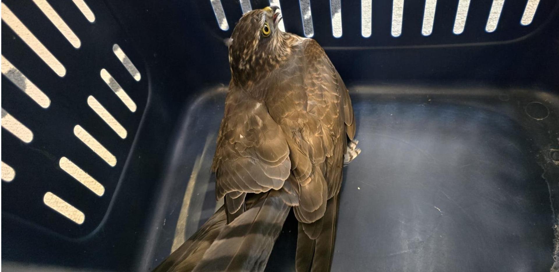 Der verirrte Falke sitzt in einer Transportbox, nachdem er von der Freiwilligen Feuerwehr Weiden gerettet wurde. (Bild: Frewillige Feuerwehr Weiden)