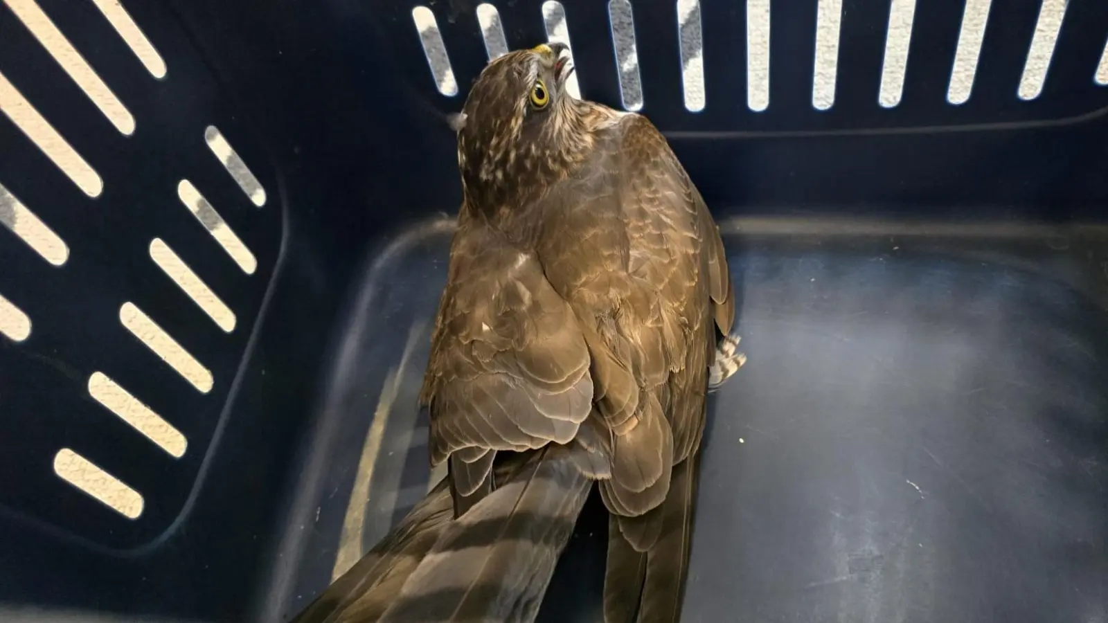 Der verirrte Falke sitzt in einer Transportbox, nachdem er von der Freiwilligen Feuerwehr Weiden gerettet wurde. (Bild: Frewillige Feuerwehr Weiden)