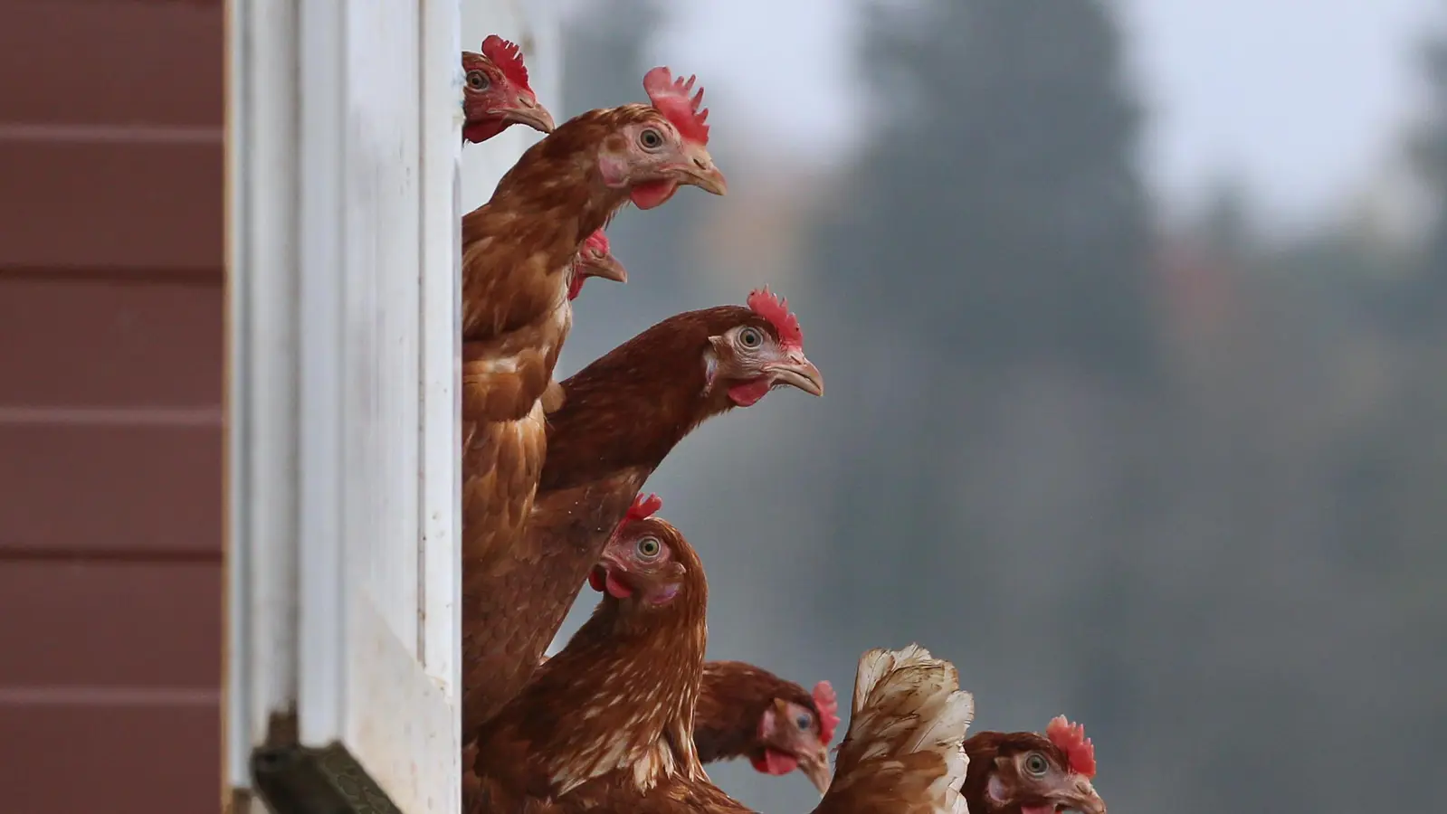 Aus einem Stall in Poppenricht sind 15 Hühner verschwunden.  (Symbolbild: Karl-Josef Hildenbrand/dpa )