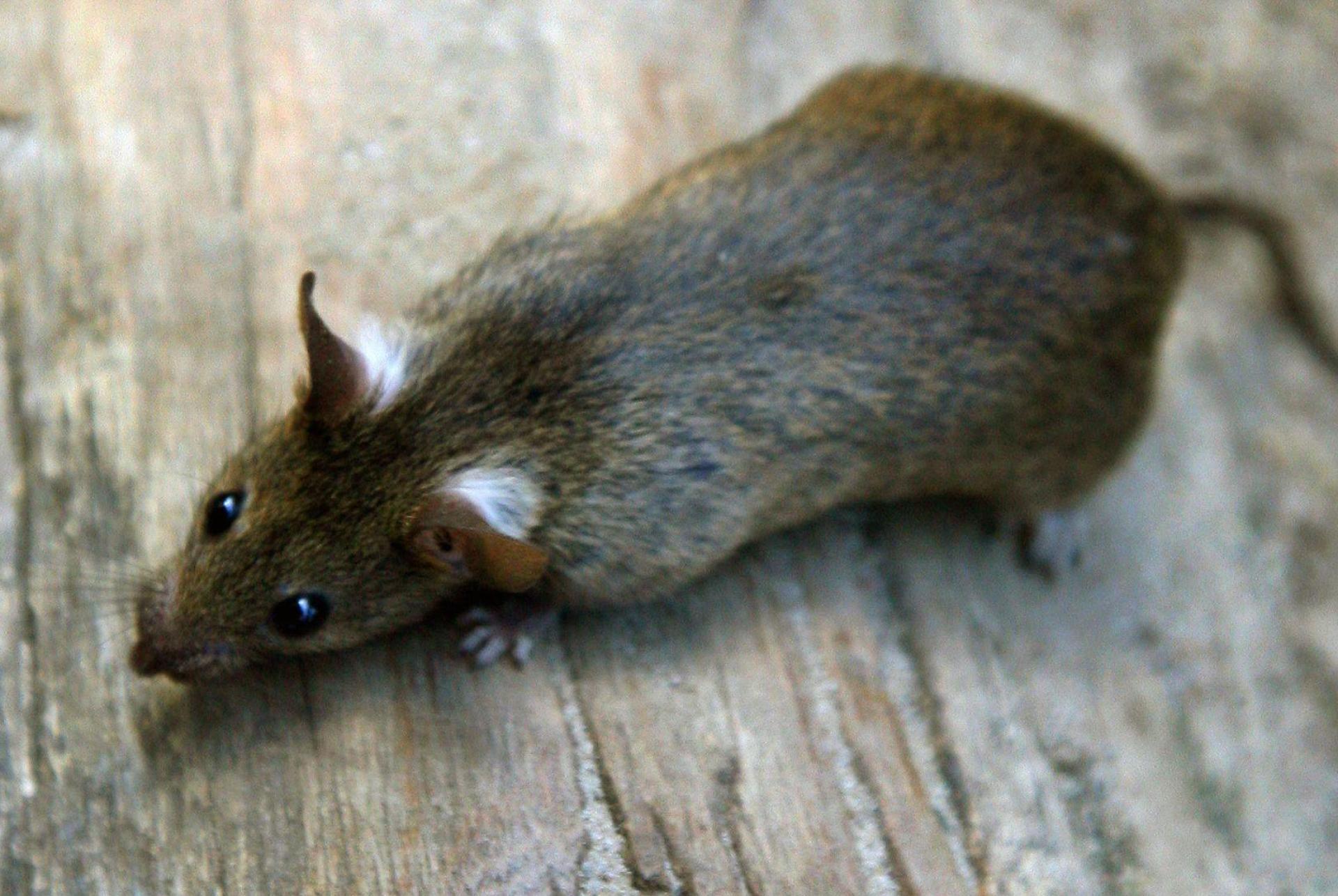Im Norma-Zentrallager in Regenstauf sind Ratten festgestellt worden. (Symbolbild) (Bild: Arno Burgi/dpa-Zentralbild/dpa)