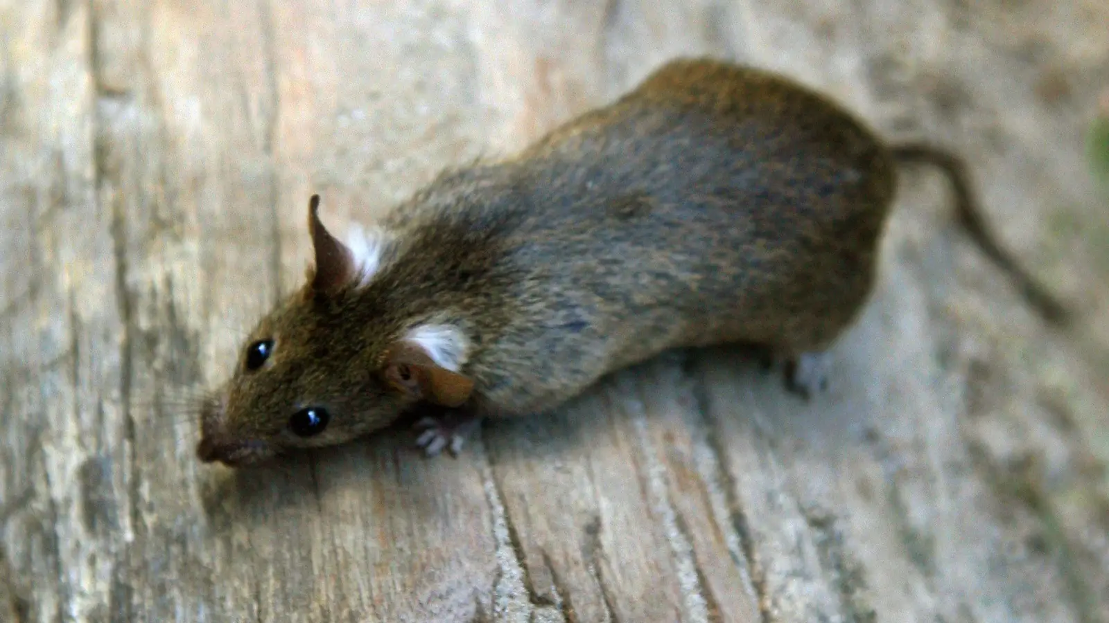 Im Norma-Zentrallager in Regenstauf sind Ratten festgestellt worden. (Symbolbild) (Bild: Arno Burgi/dpa-Zentralbild/dpa)