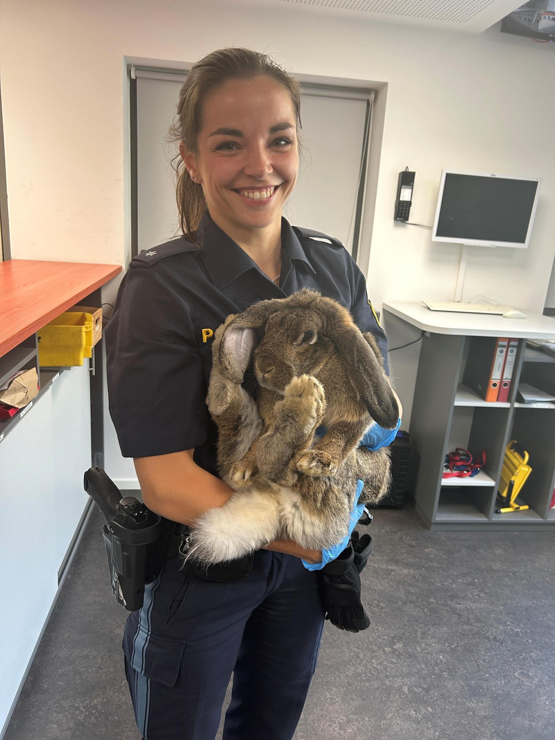 Ein herrenloses Kaninchen landet am Wochenende bei der Polizei in Schwandorf. Nun wird der Besitzer gesucht.  (Bild: PI Schwandorf, PHKin Hirmer)