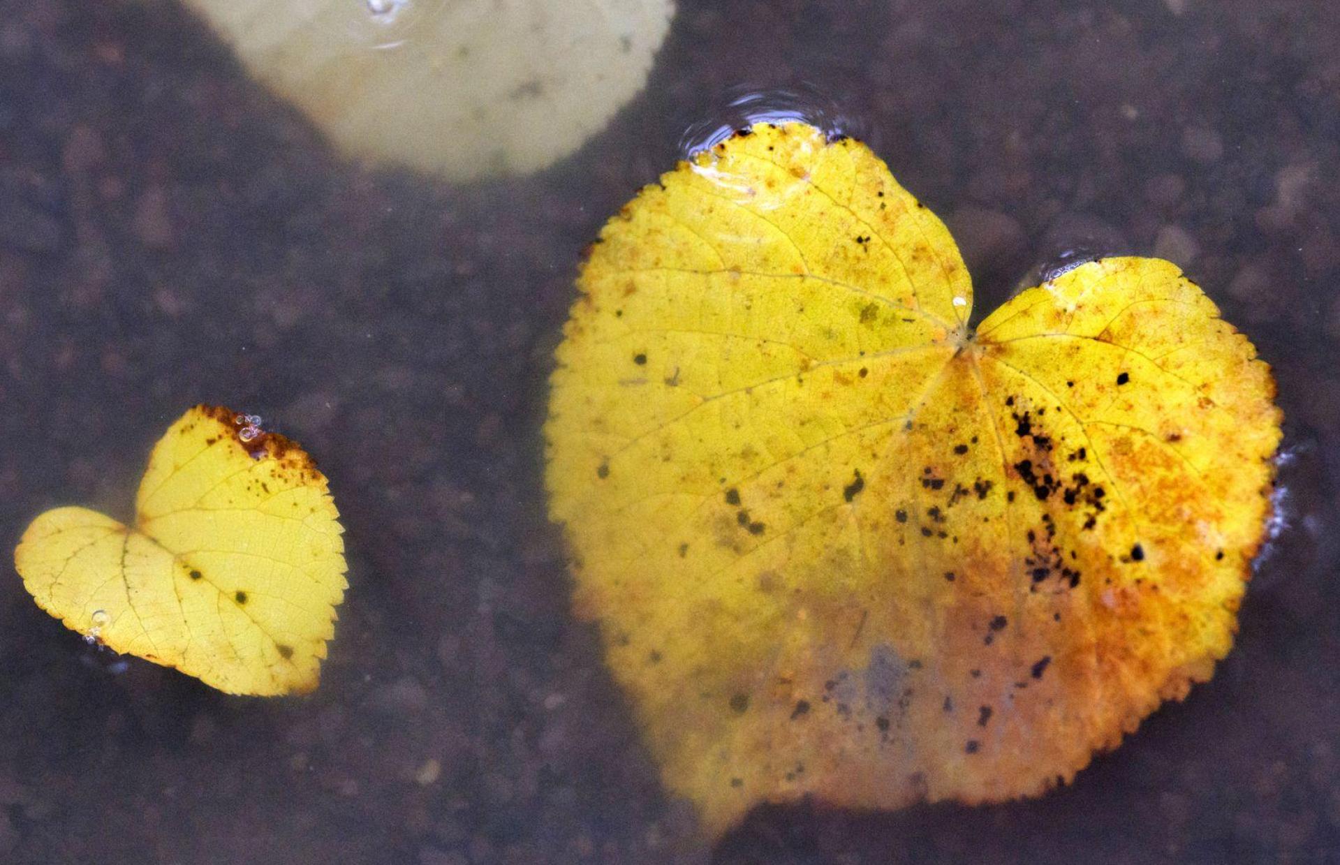 Herbstlich verfärbte Blätter in Herzform liegen in einer Pfütze. (Bild: Julian Stratenschulte/dpa)