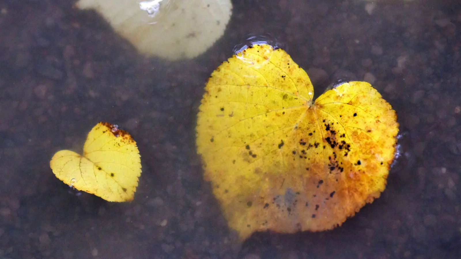 Herbstlich verfärbte Blätter in Herzform liegen in einer Pfütze. (Bild: Julian Stratenschulte/dpa)