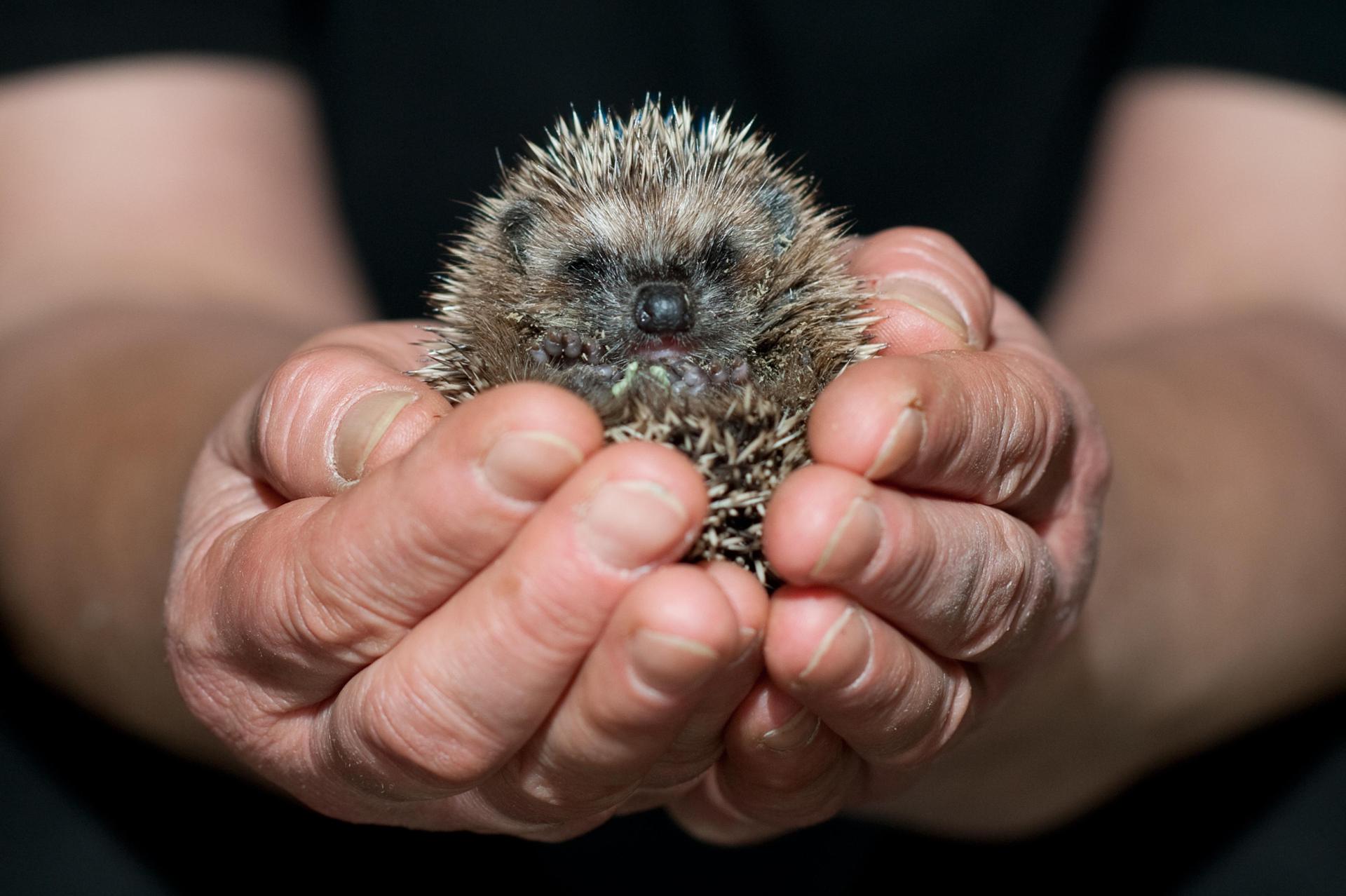 Die Stadt Amberg bittet die Bürgerinnen und Bürger, auf Igel zu achten. (Symbolbild: Klaus-Dietmar Gabbert)