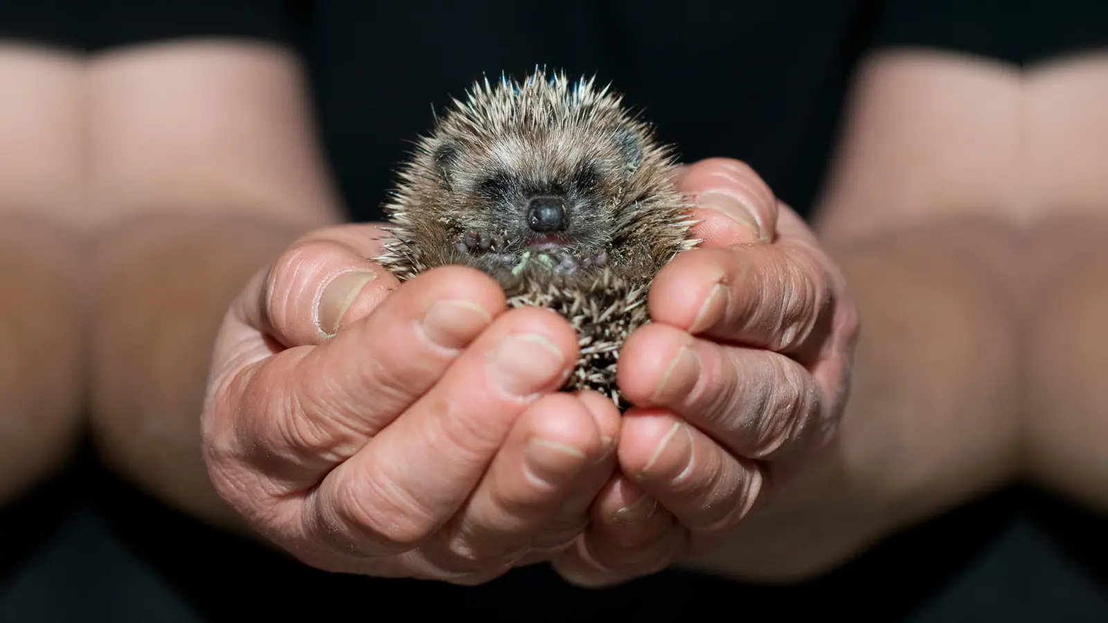 Die Stadt Amberg bittet die Bürgerinnen und Bürger, auf Igel zu achten. (Symbolbild: Klaus-Dietmar Gabbert)