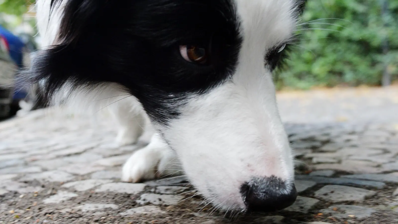 In Vilseck lag ein vermeintlicher Giftköder am Straßenrand.  (Symbolbild: Maurizio Gambarini/dpa)